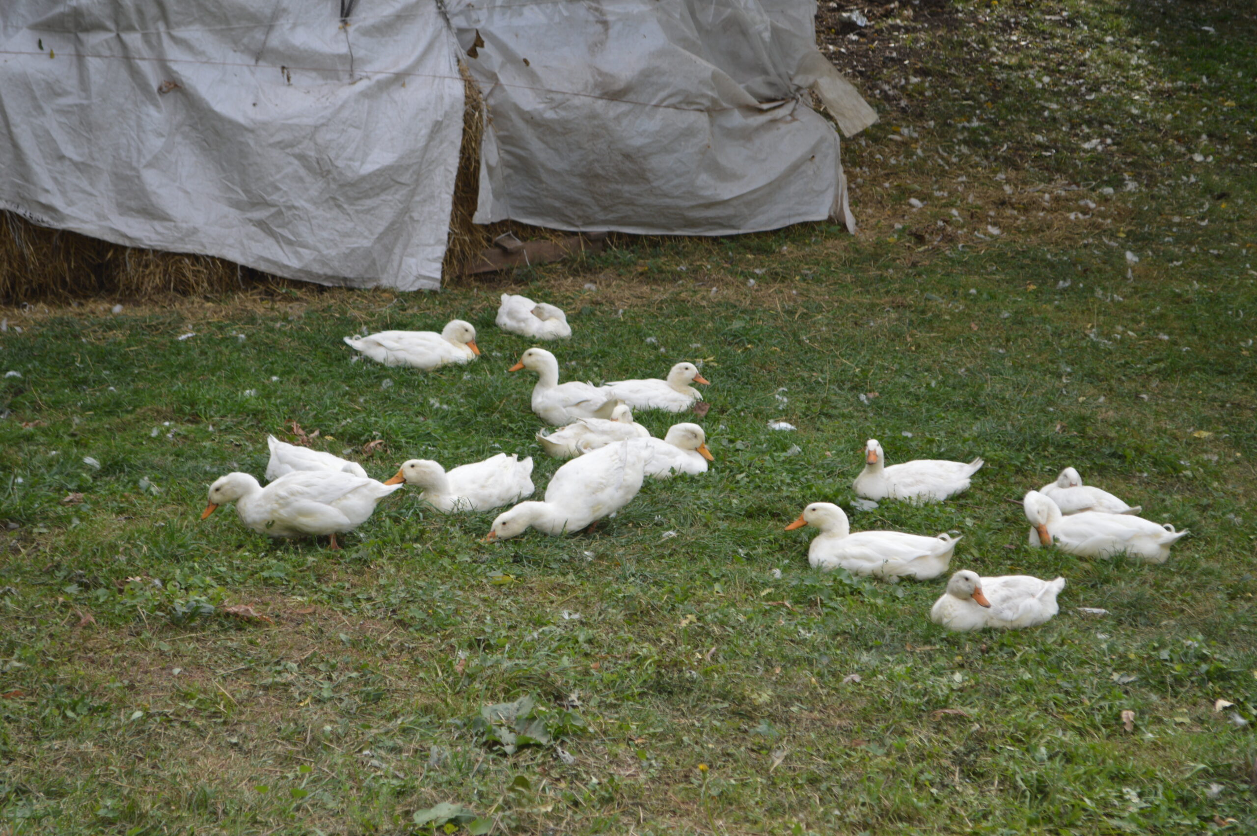 Плата за землю як інструмент розвитку: на що звернути увагу платникам податків у 2025 році